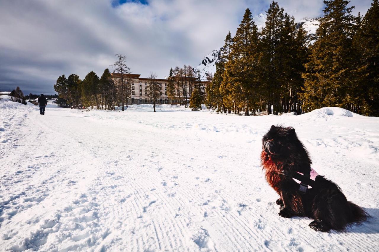Maloja Palace Residence Engadin-St Moritz Co2-Neutral المظهر الخارجي الصورة